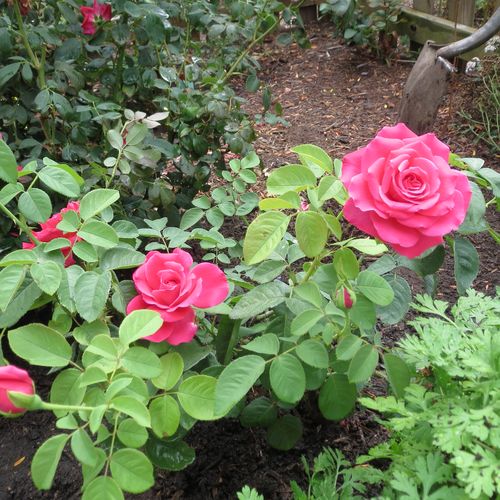 Roz puternic - Trandafir copac cu trunchi înalt - cu flori teahibrid - coroană dreaptă